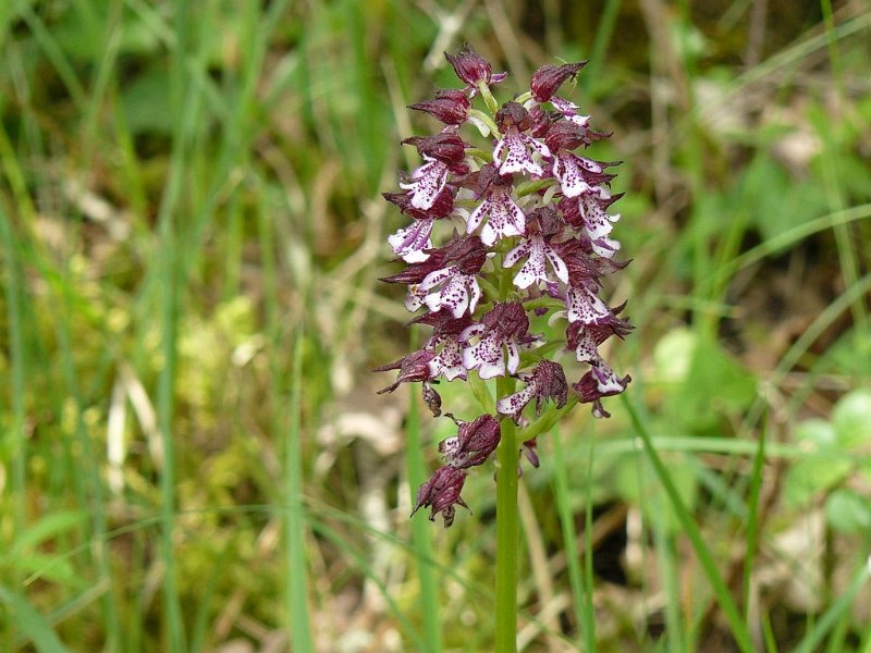 2008 05 Séjour à Martel 34